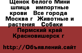 Щенок белого Мини шпица , импортные крови - Все города, Москва г. Животные и растения » Собаки   . Пермский край,Красновишерск г.